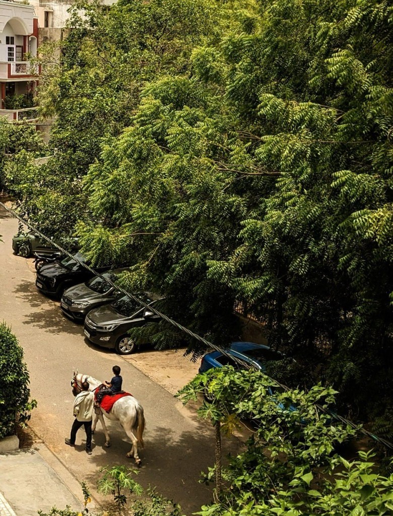 A boy around eight years old sits atop a white horse. The horse is guided by a horse-keeper who is walking alongside. The setting is a residential, quiet street in New Delhi India, and there are lots of cars parked under the awning of a neem tree. 